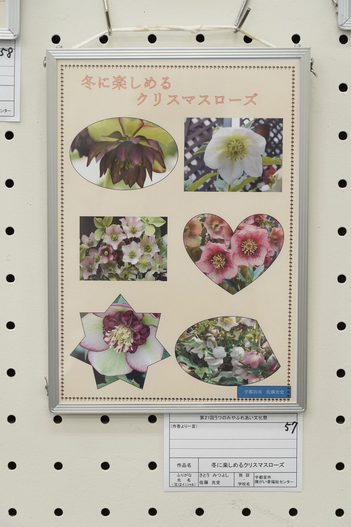 冬に楽しめるクリスマスローズ(佐藤 光史)